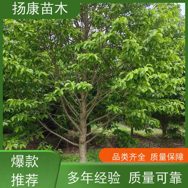 乐 昌含笑 行道树系列树种养护 树形优美 种植基地