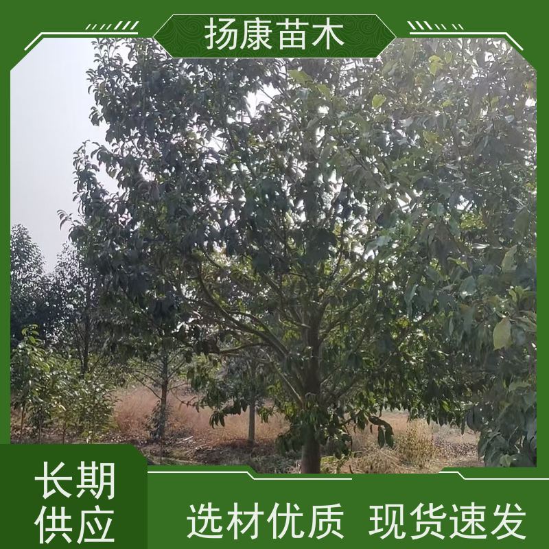 8公分乐昌含笑 园林庭院造景植物 适用性强 实地看苗 