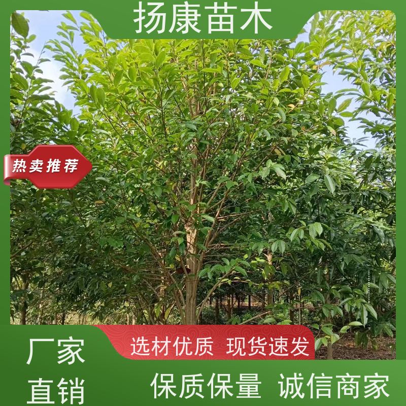 18公分乐昌含笑 园林景区栽植 精致美丽 种类齐全