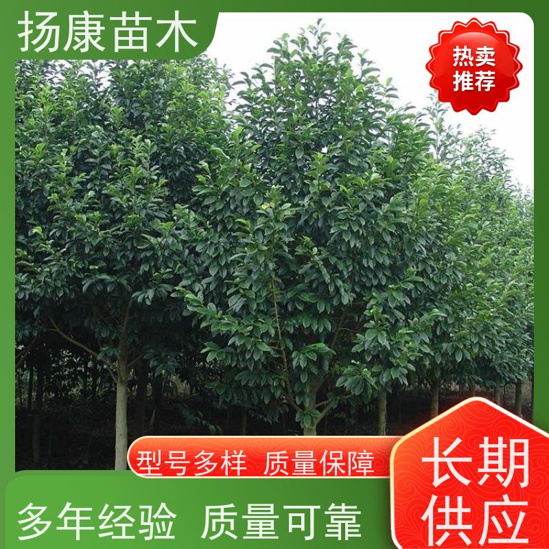 35公分乐昌含笑 竖形常绿灌木绿植适用于园林绿化 易成活