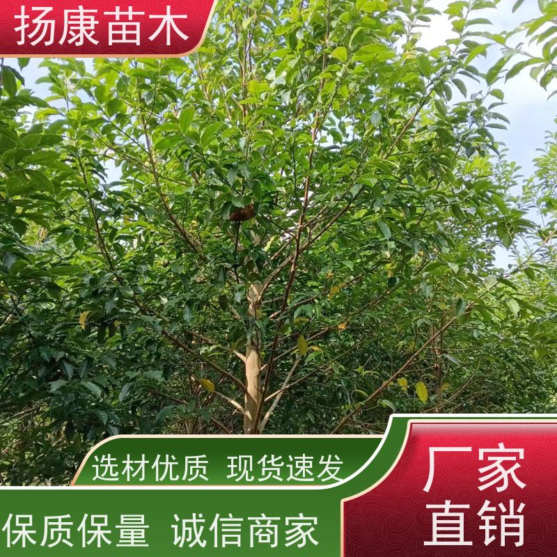 12公分乐昌含笑 枝叶繁茂 四季常青行道树 优选常绿