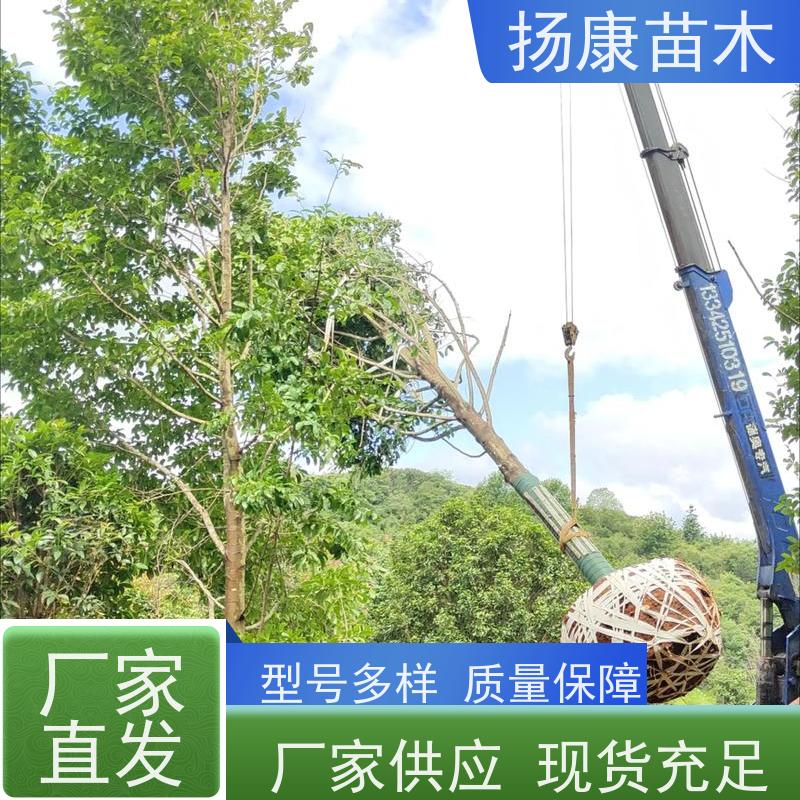 30公分乐昌含笑 花木基地 公园绿化行道树 大量供应