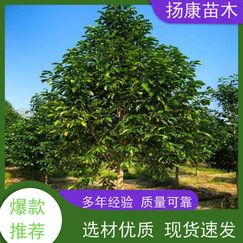 30公分乐昌含笑 园林庭院造景植物 适用性强 规格齐全
