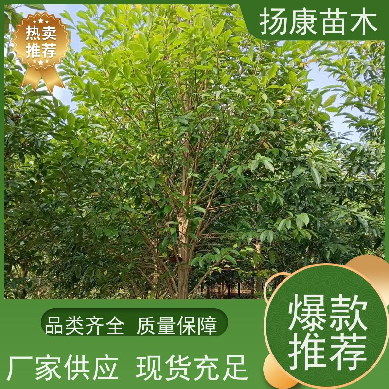 乐 昌含笑 行道树系列树种养护 树形优美 高成活率