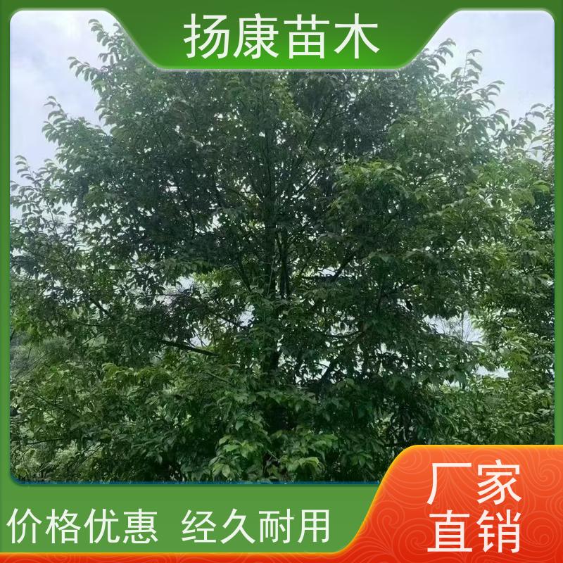 18公分全冠乐昌含笑 适用于公园绿化 优选常绿