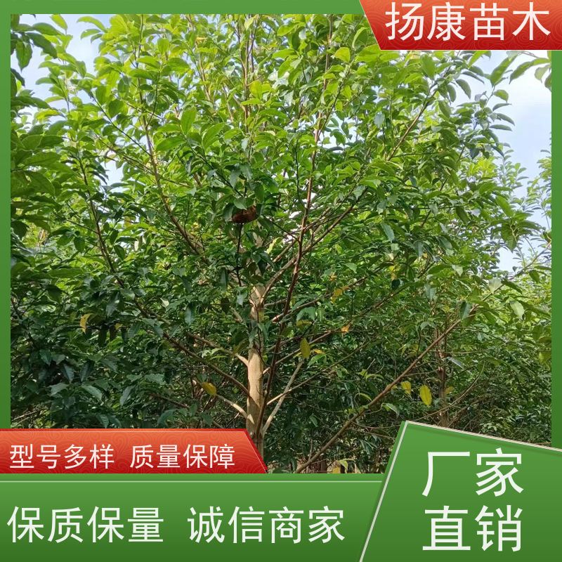 11公分乐昌含笑 园林景区栽植 精致美丽 规格齐全