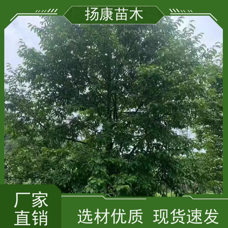 13公分乐昌含笑 竖形常绿灌木绿植适用于园林绿化 高成活率