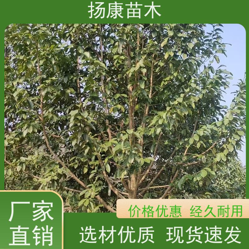 25公分乐昌含笑 枝叶繁茂 四季常青行道树 易成活