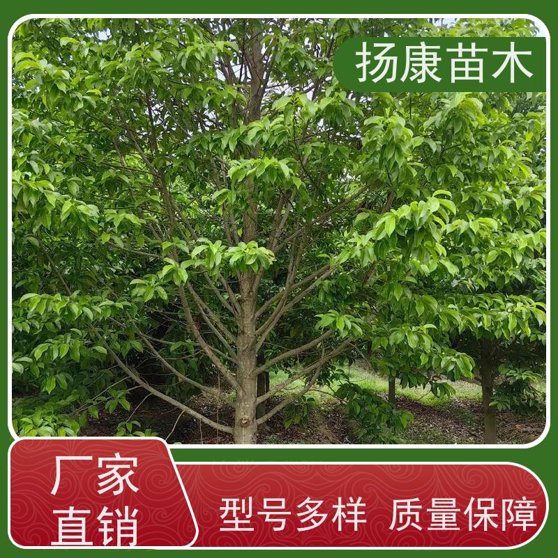 10公分乐昌含笑 行道树系列树种养护 树形优美 实地看苗 