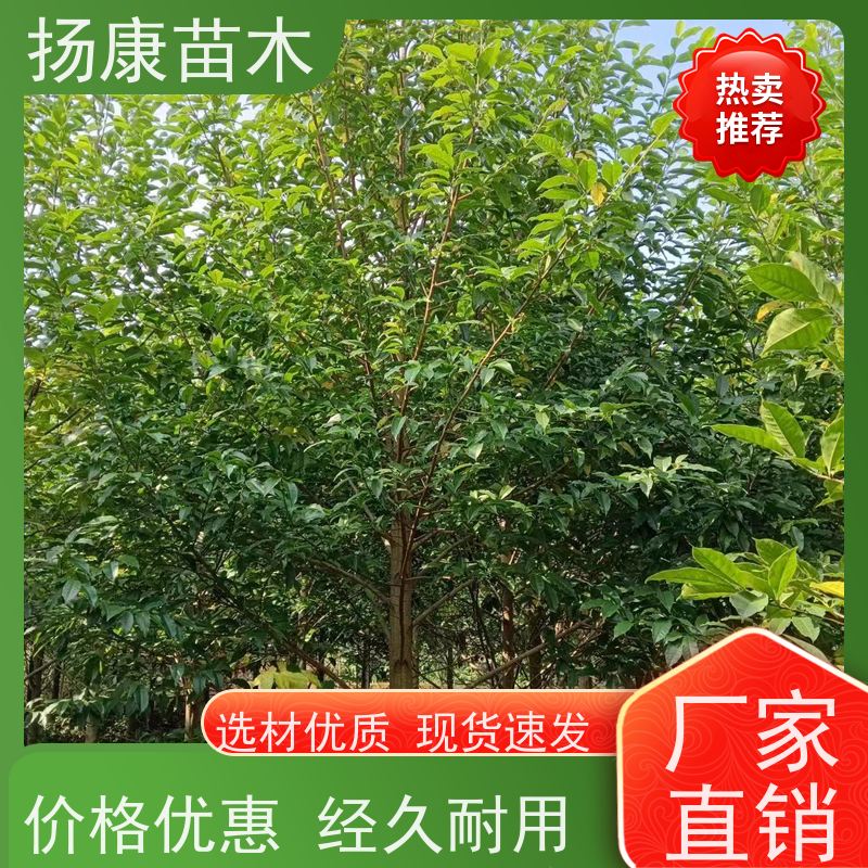 11公分乐昌含笑 公园绿化 露地种植 适应性强 批发销售