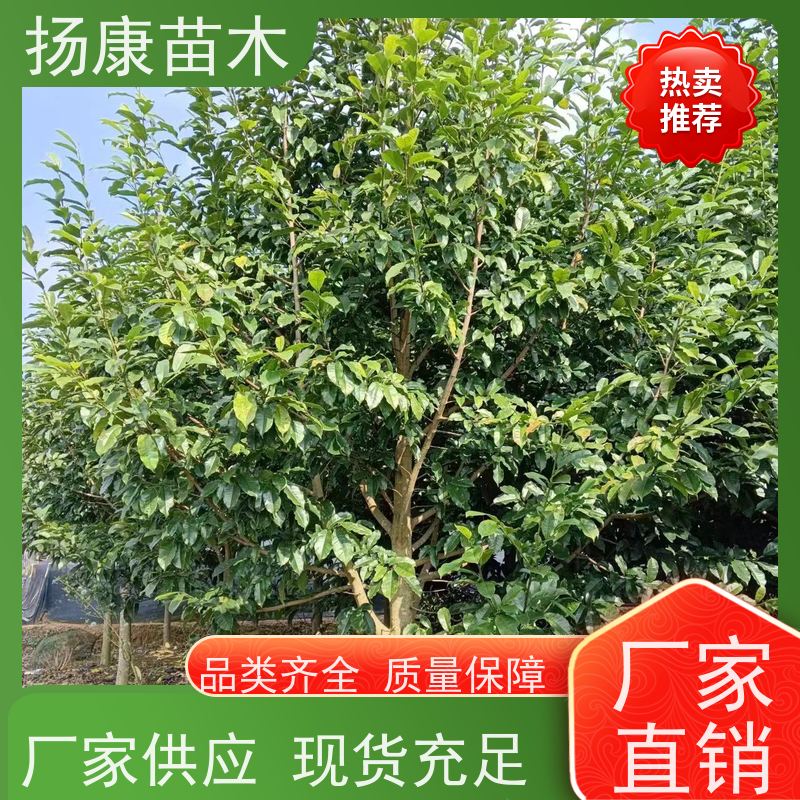 40公分乐昌含笑 竖形常绿灌木绿植适用于园林绿化 种类齐全