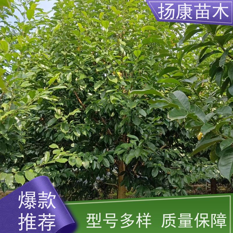 35公分乐昌含笑 行道树系列树种养护 树形优美 种植基地