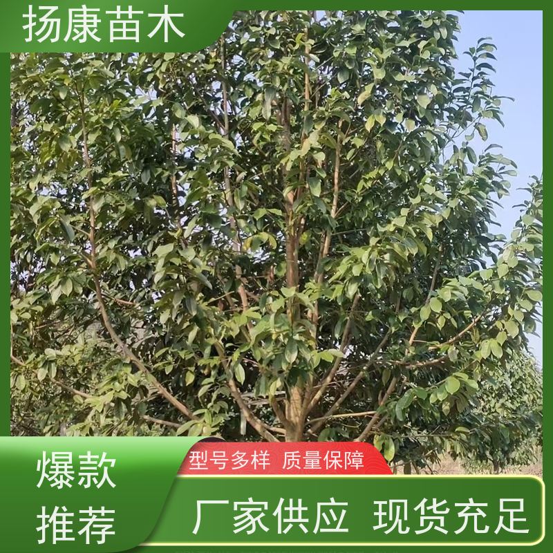 醉香含笑 园林庭院造景植物 适用性强 现挖现发