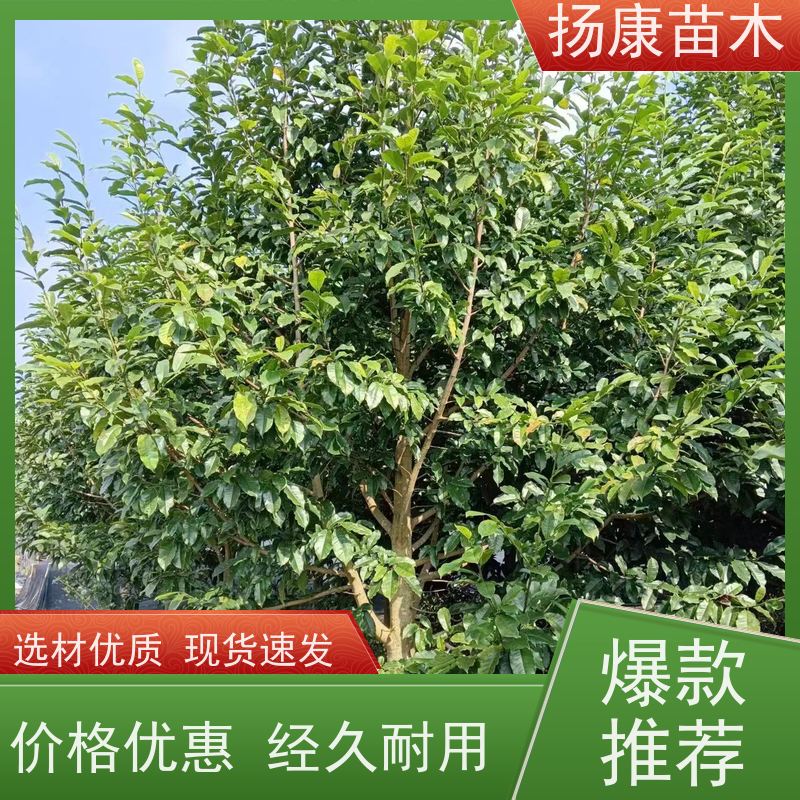 11公分乐昌含笑 行道树系列树种养护 基地直供 