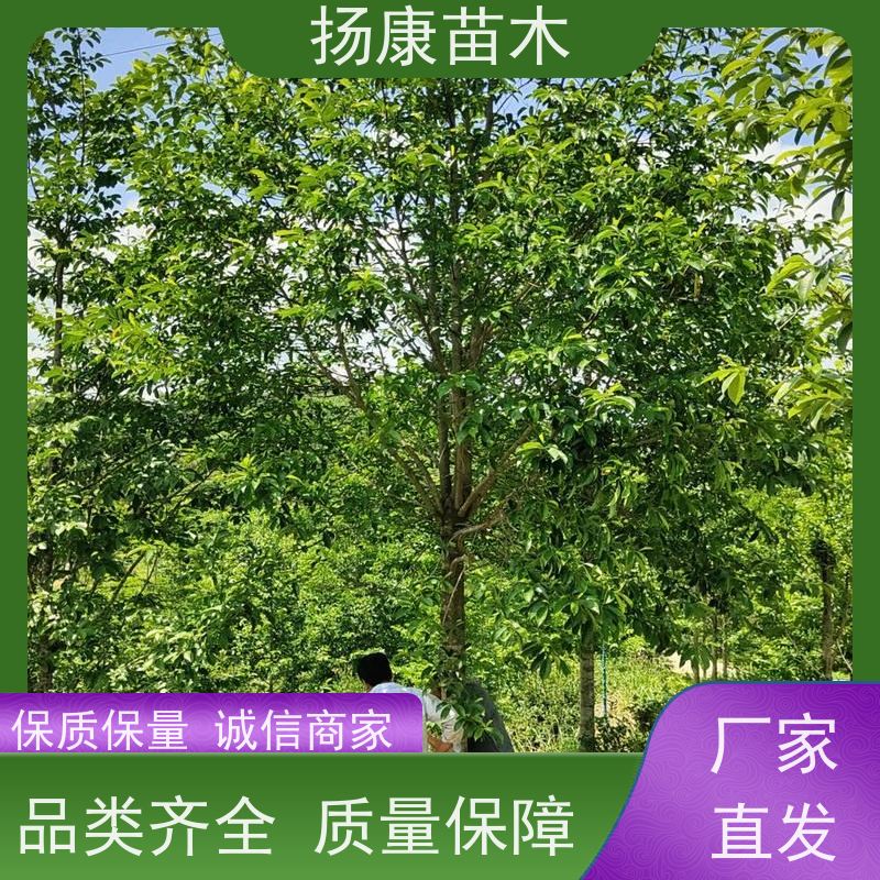 10公分乐昌含笑 园林景区栽植 精致美丽 苗木批发