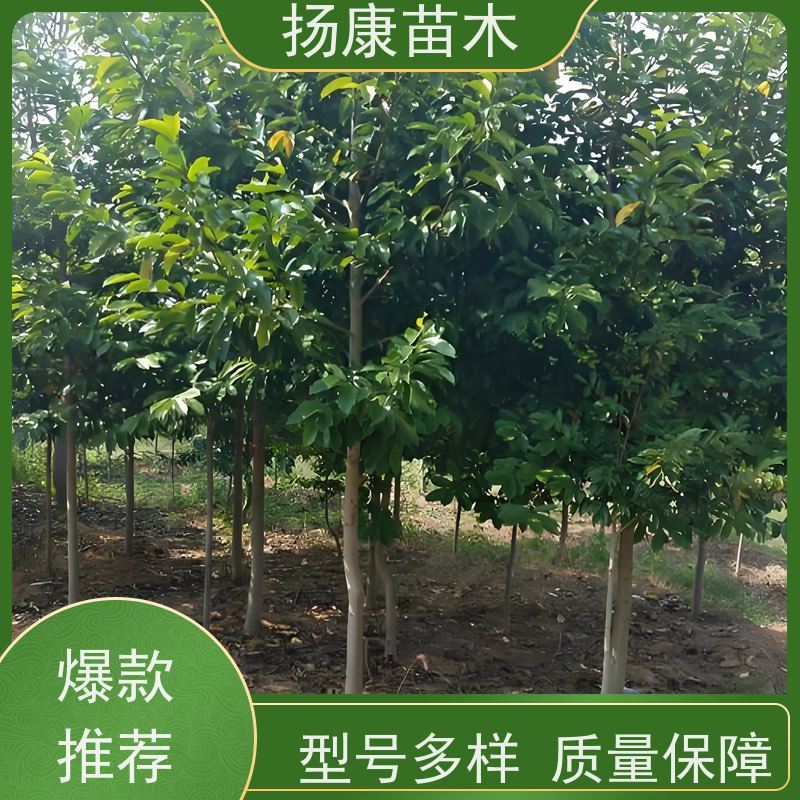 12公分乐昌含笑 树形优美 工厂绿化可用 优选常绿