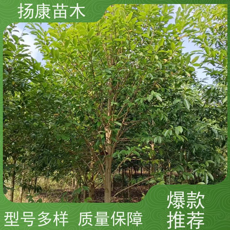 乐 昌含笑 园林庭院造景植物 适用性强 培育基地