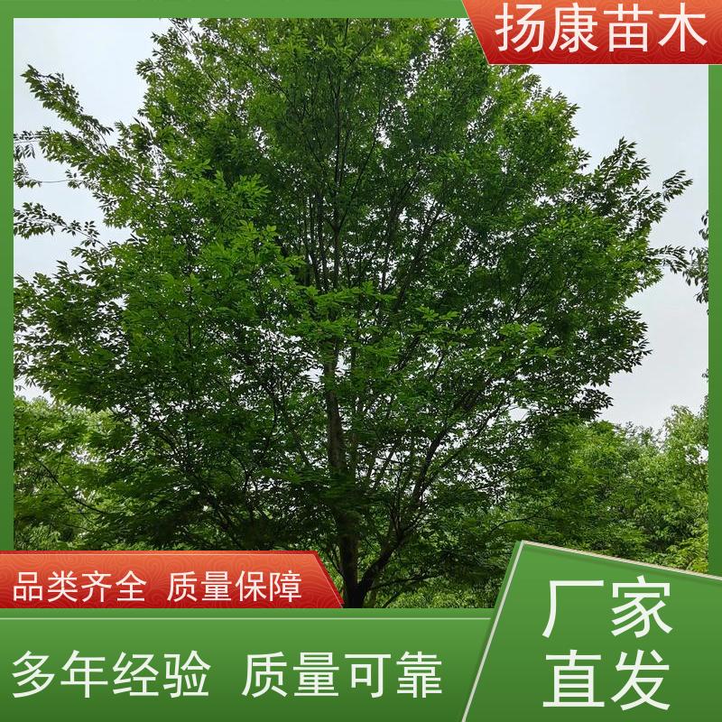 35公分乐昌含笑 竖形常绿灌木绿植适用于园林绿化 基地直供 