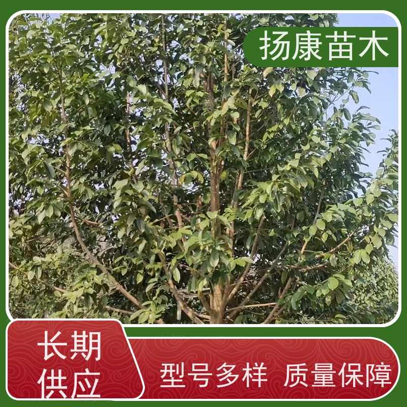 35公分乐昌含笑 公园绿化 露地种植 适应性强 大量供应