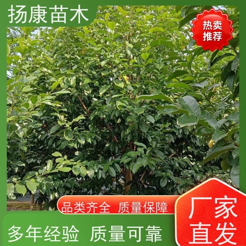 14公分乐昌含笑 园林庭院造景植物 适用性强 基地直供 