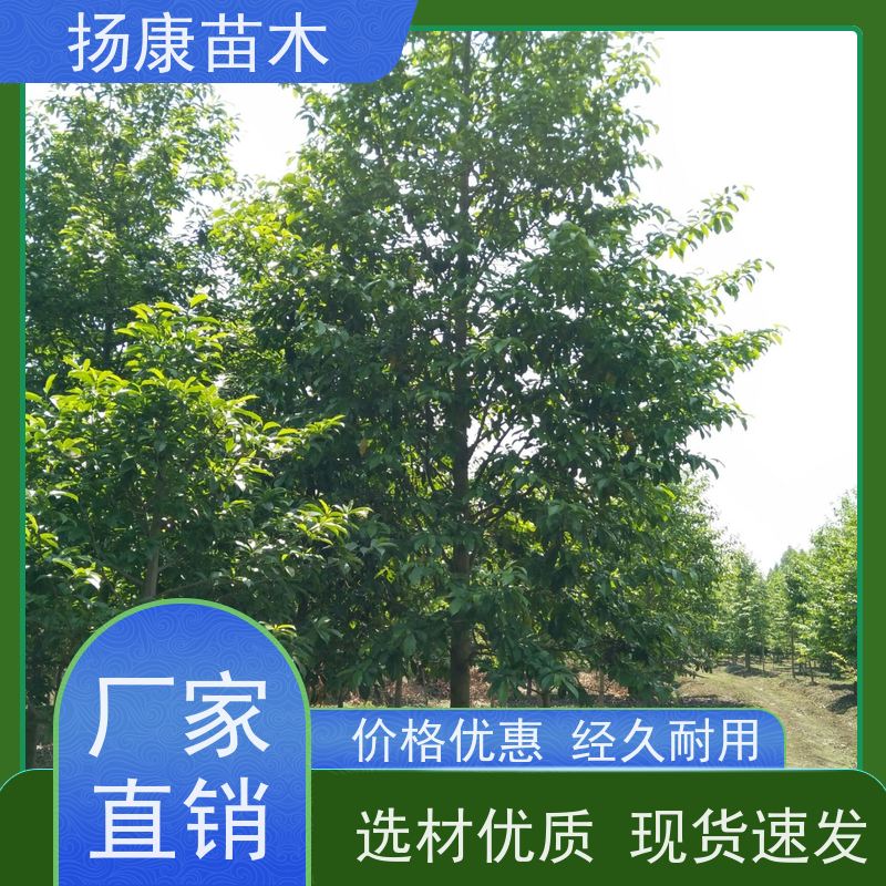 20公分乐昌含笑 园林庭院造景植物 适用性强 基地直供 