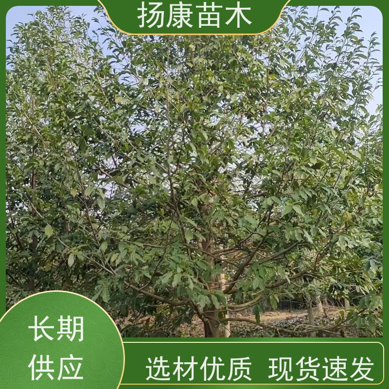 18公分乐昌含笑 行道树系列树种养护 大量供应