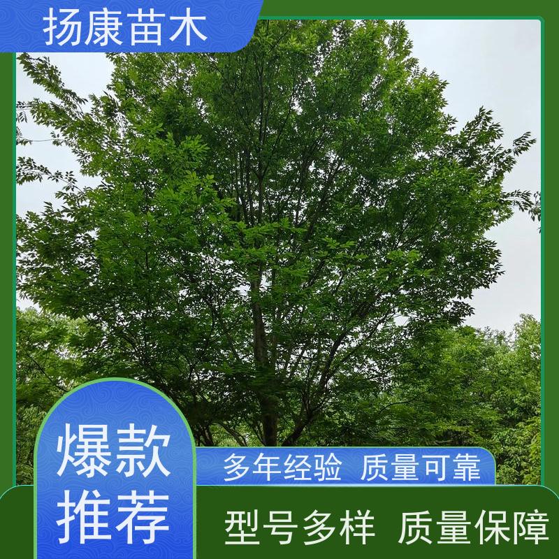 16公分乐昌含笑 行道树系列树种养护 实地看苗 