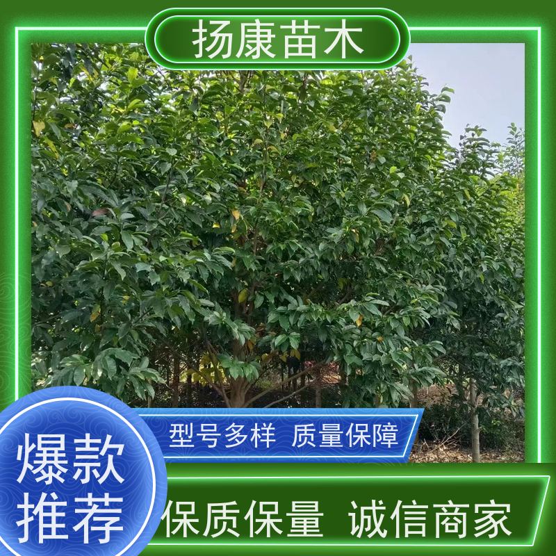 11公分乐昌含笑 树形优美 工厂绿化可用 现挖现发