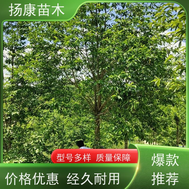 16公分乐昌含笑 树形优美 工厂绿化可用 规格齐全