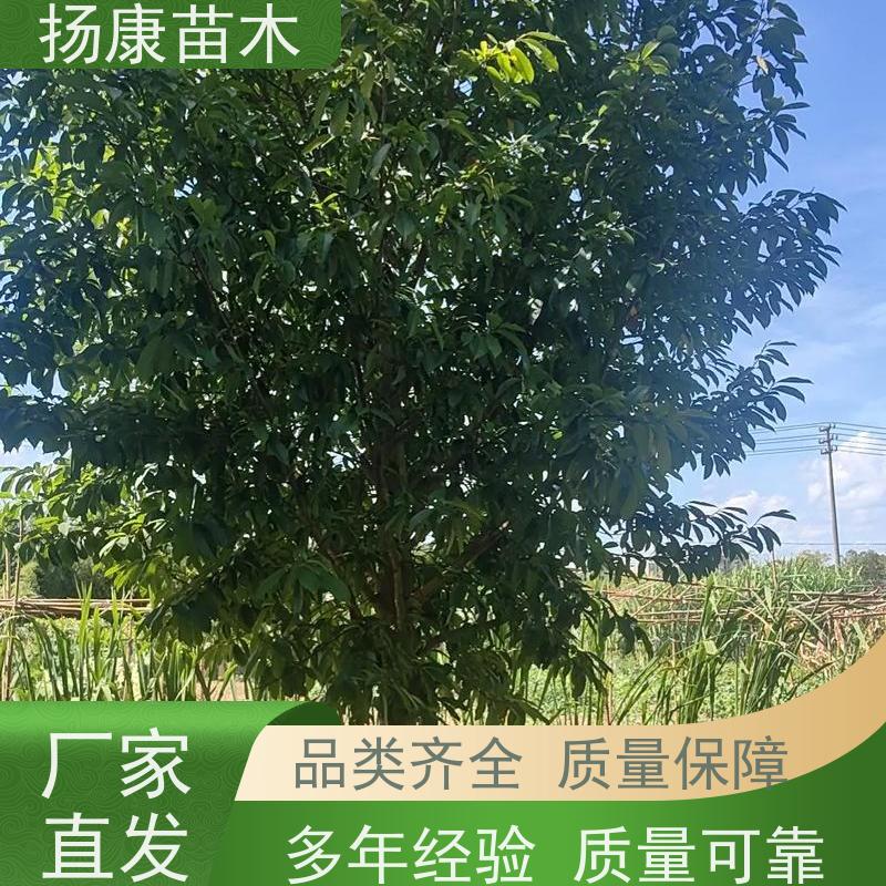 35公分乐昌含笑 枝叶繁茂 四季常青行道树 实地看苗 