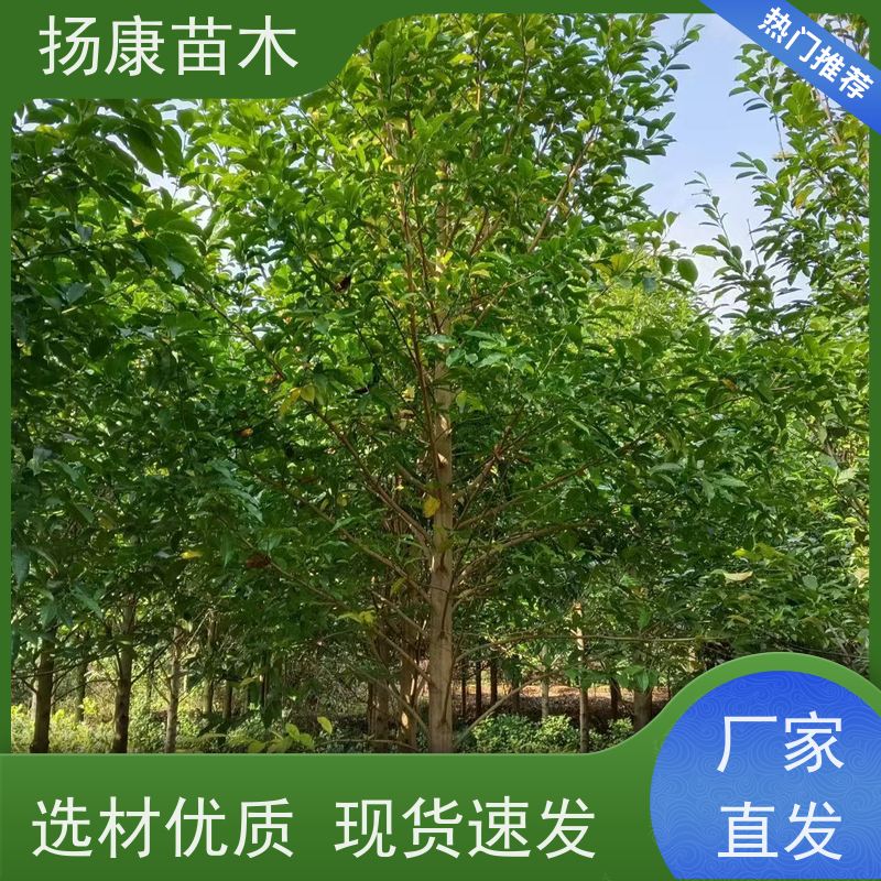 13公分乐昌含笑 园林景区栽植 精致美丽 批发销售