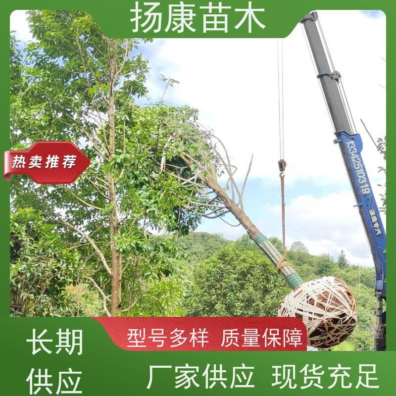 16公分乐昌含笑 公园绿化 露地种植 适应性强 易成活