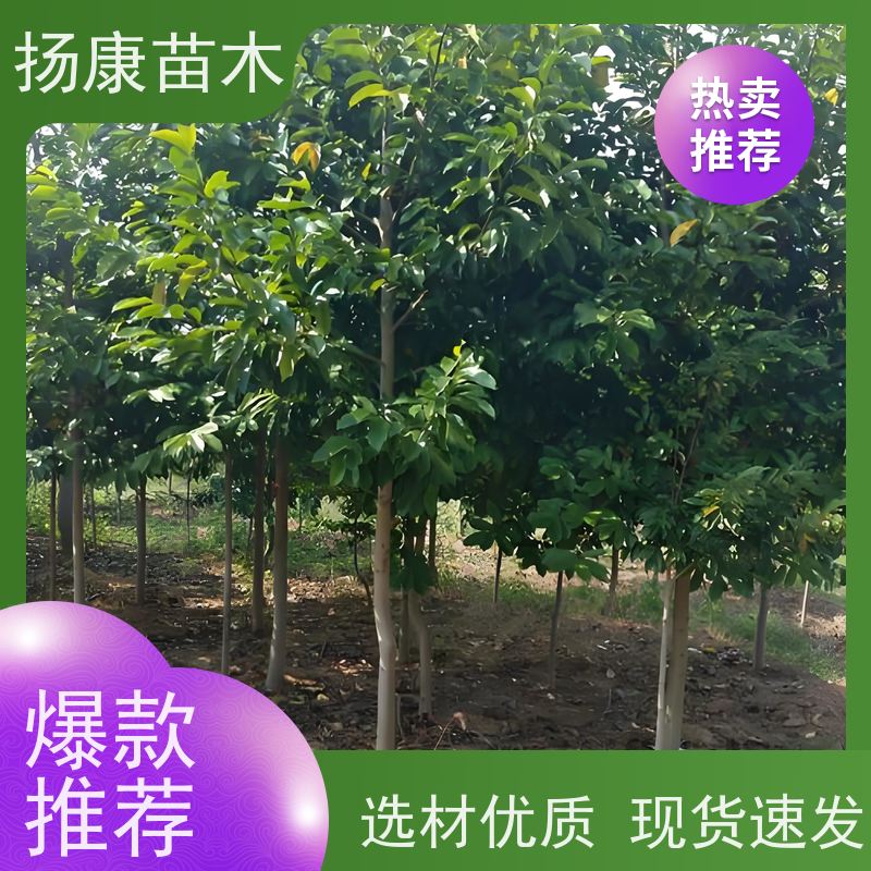 13公分乐昌含笑 园林景区栽植 精致美丽 优选常绿