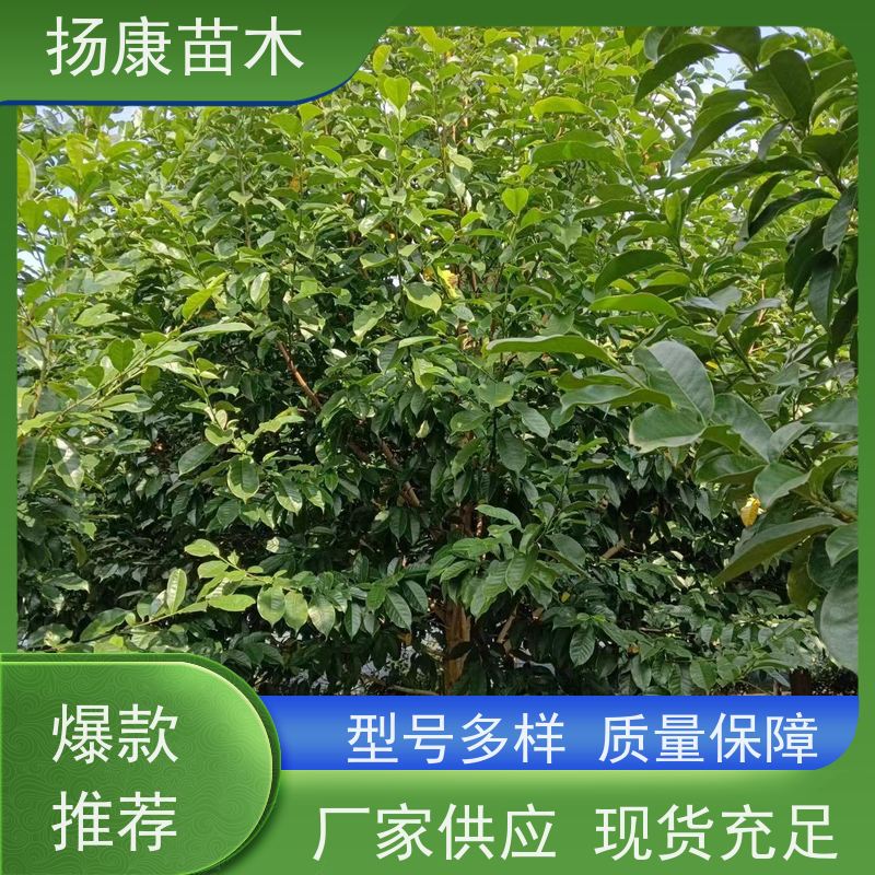 10公分乐昌含笑 园林景区栽植 精致美丽 高成活率