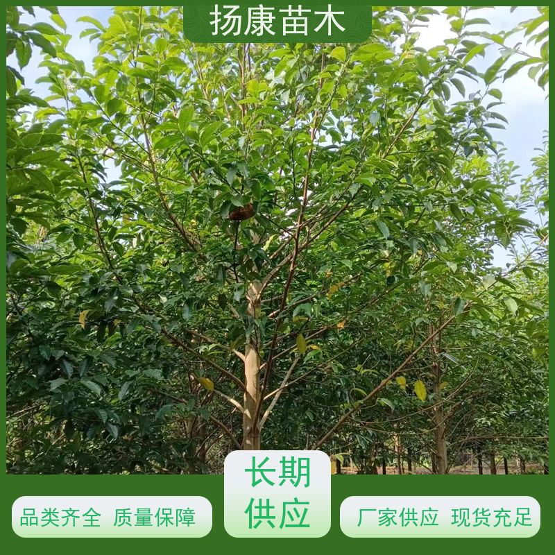 9公分乐昌含笑 公园绿化 露地种植 适应性强 基地直供 