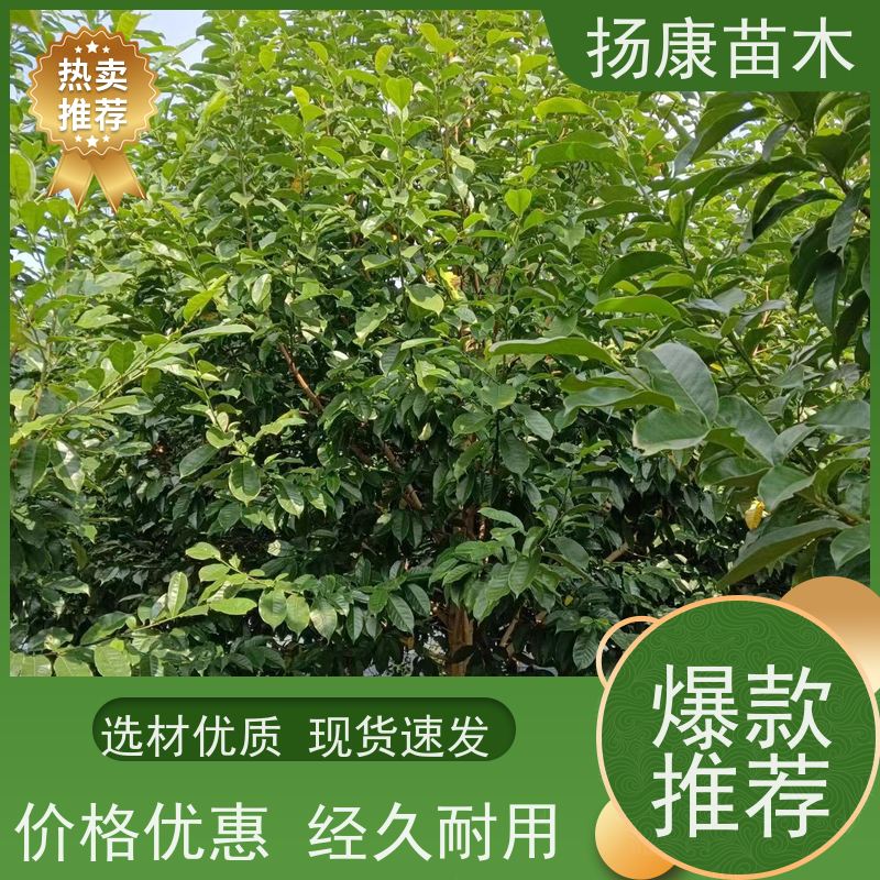14公分乐昌含笑 行道树系列树种养护 优选常绿