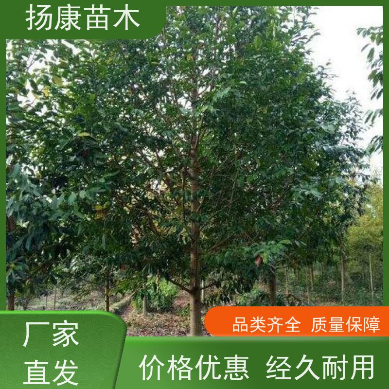 18公分乐昌含笑 竖形常绿灌木绿植适用于园林绿化 批发销售