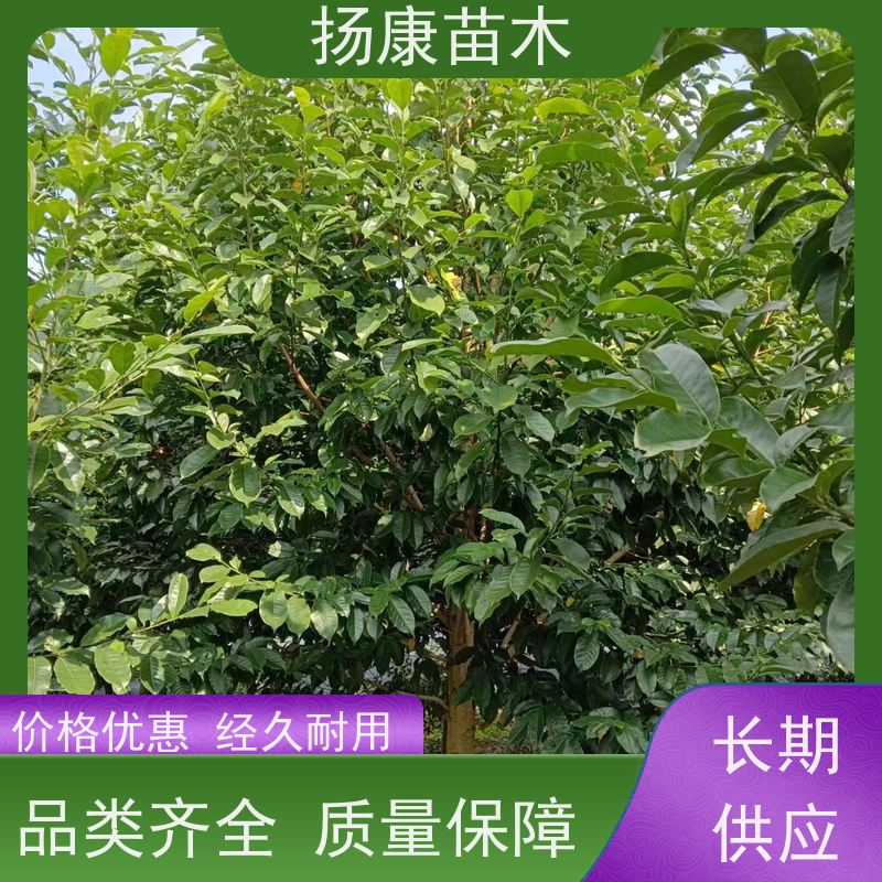 19公分乐昌含笑 枝叶繁茂 四季常青行道树 优选常绿