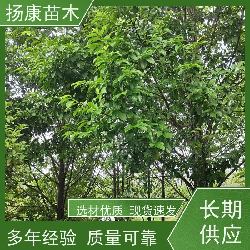 9公分乐昌含笑 公园绿化 露地种植 适应性强 种类齐全
