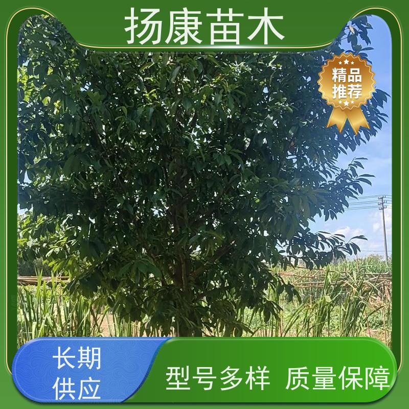 11公分乐昌含笑 园林庭院造景植物 适用性强 现挖现卖