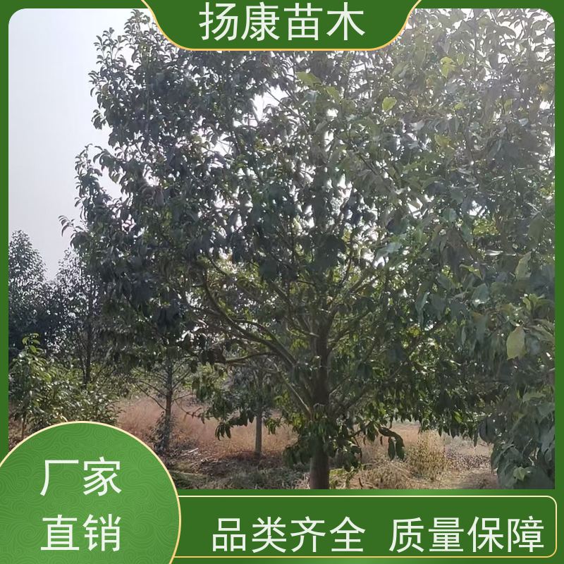 15公分乐昌含笑 行道树系列树种养护 实地看苗 