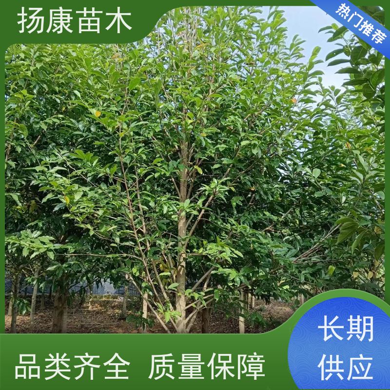 13公分乐昌含笑 园林庭院造景植物 适用性强 优选常绿