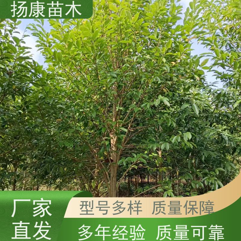 19公分乐昌含笑 园林庭院造景植物 适用性强 培育基地