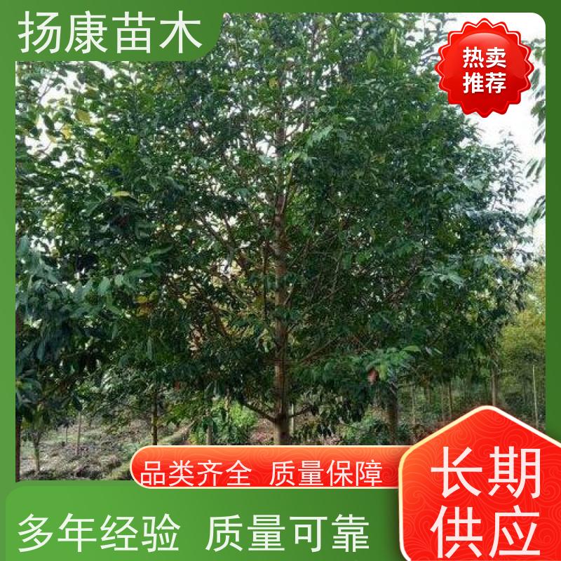 18公分乐昌含笑 公园绿化 露地种植 适应性强 现挖现发