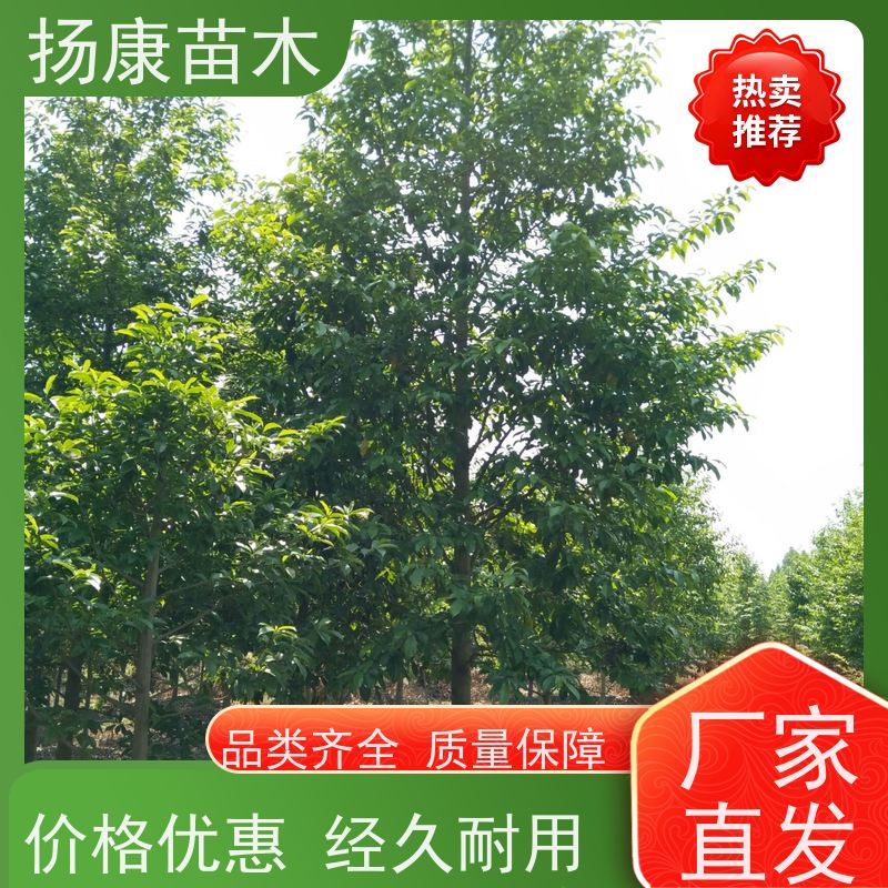 11公分乐昌含笑 树形优美 工厂绿化可用 种植基地