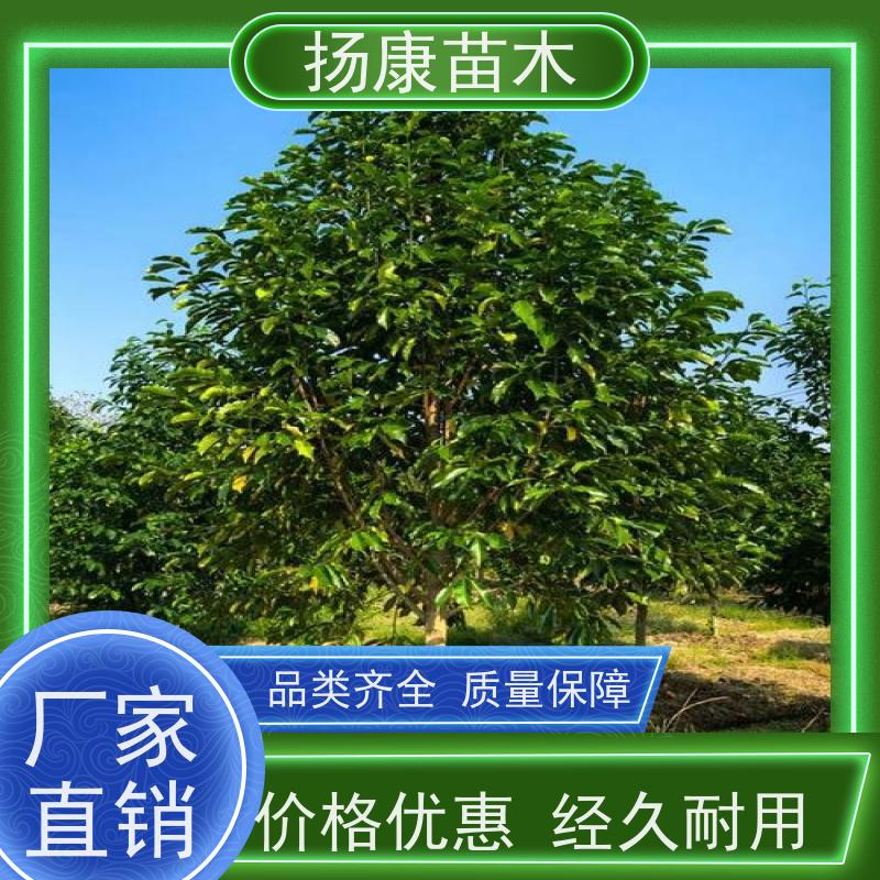 20公分乐昌含笑 树形优美 工厂绿化可用 种类齐全