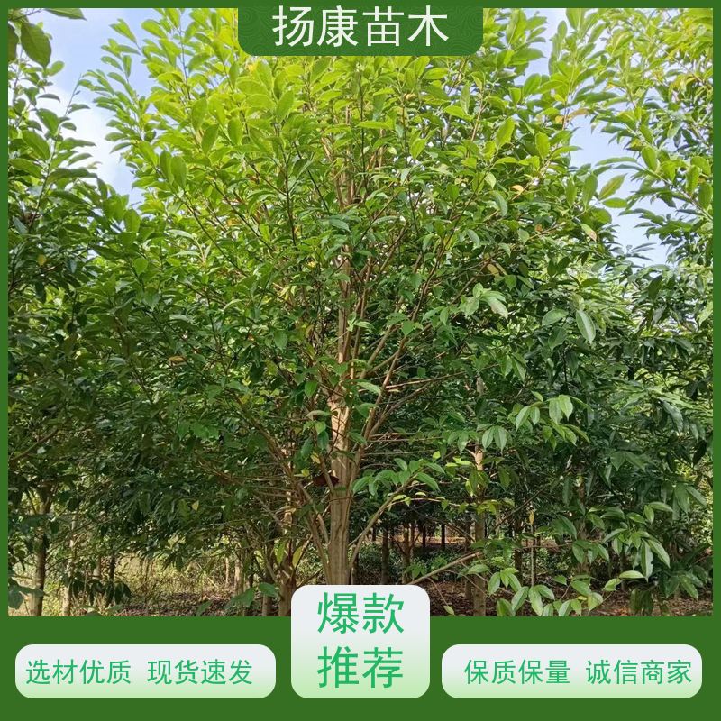 18公分乐昌含笑 园林庭院造景植物 适用性强 大量供应