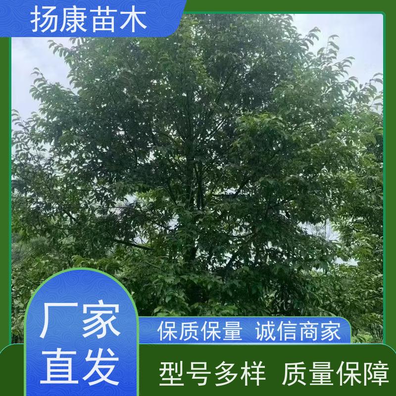 13公分乐昌含笑 竖形常绿灌木绿植适用于园林绿化 现挖现发