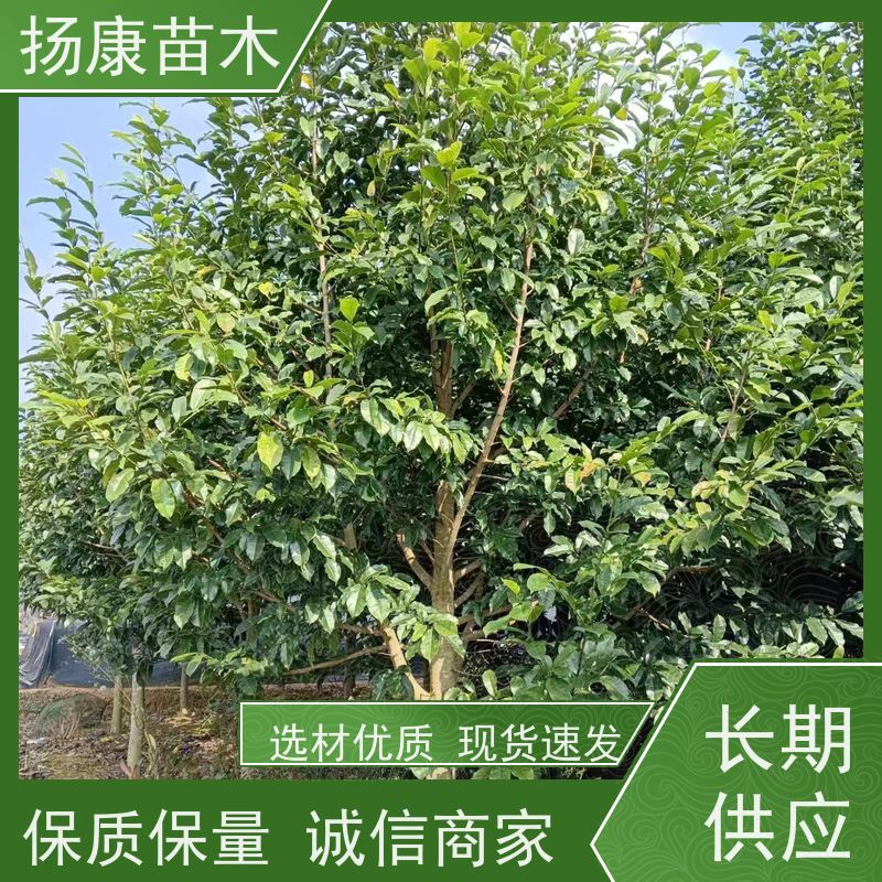 20公分乐昌含笑 竖形常绿灌木绿植适用于园林绿化 易成活