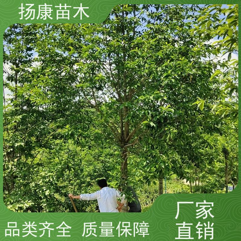 含笑树 竖形常绿灌木绿植适用于园林绿化 现挖现发